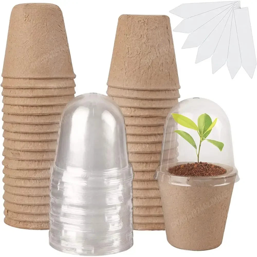 10Pcs Seedling Cup Cultivation Pot Transparent Lid Germination Planter Versatile Greenhouse Breeding Box Gardening Supplies