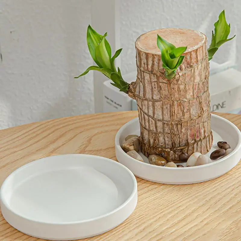 2pcs Brazilian Wood Pallet Desk Decor Elegant Ceramic Plates Plant Pot Base Brazilian Wood Tray Jewelry White Tray Decoration