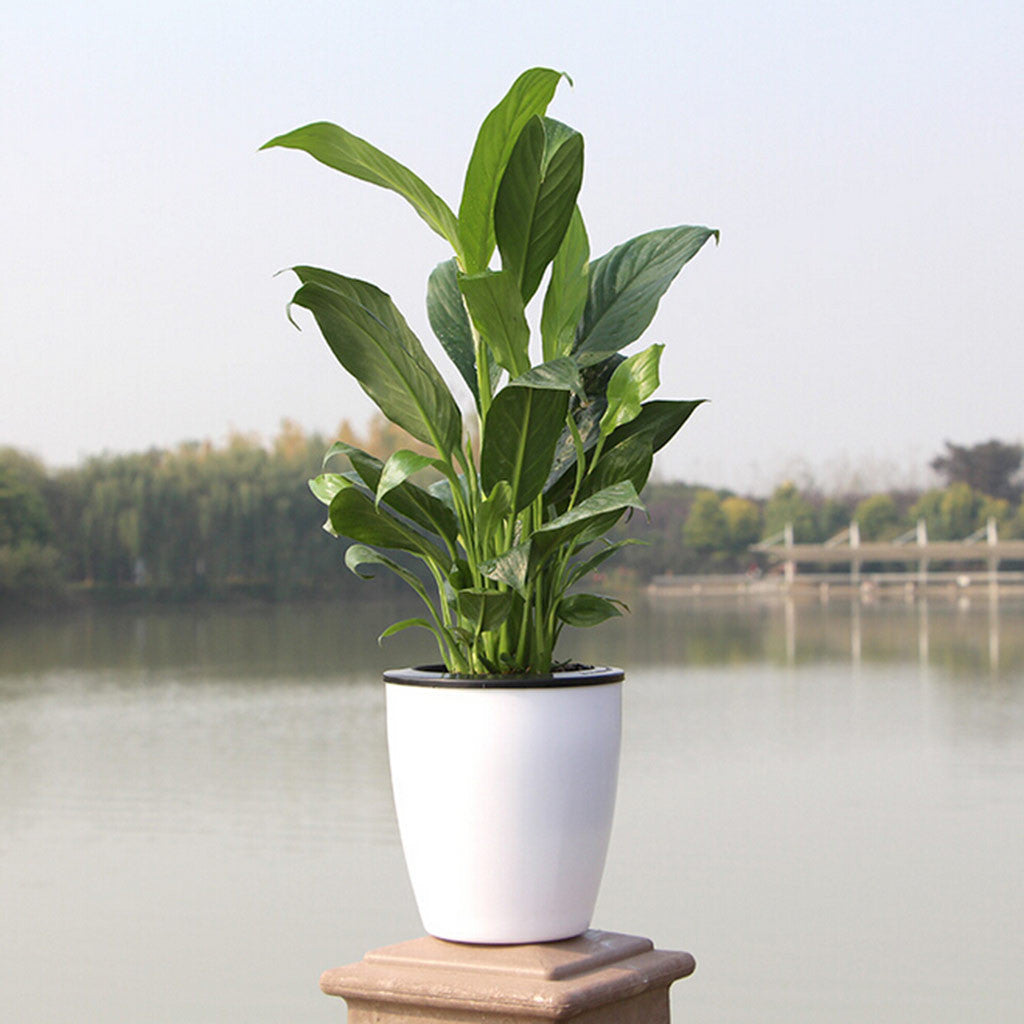 Lazy Flower Pot Automatic Water Absorption Plastic Pot Green Plant Water Culture