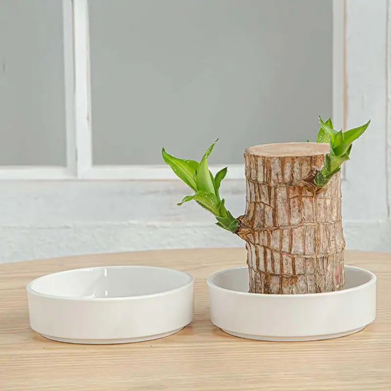 Brazilian Wood Plant Holder Small Plant Pot Decorative Base Tabletop Water Plant Dish For Meeting Room College Dorm Bedroom