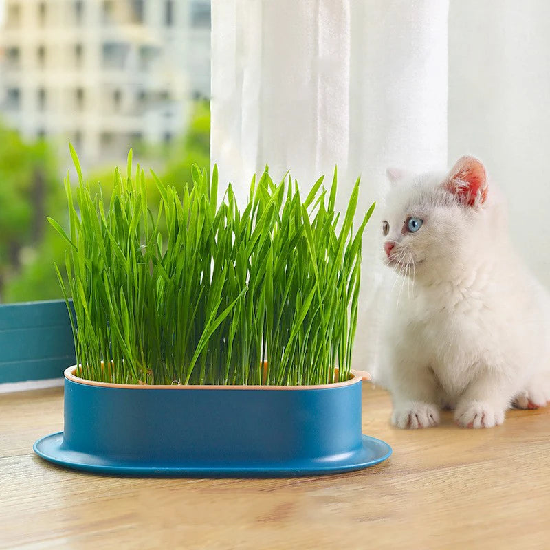 1pc Pet Supplies Cat Treats Catnip Hydroponic Box Catgrass Bowl (Without Seeds) Soilless Wheat Grass Growing Tray