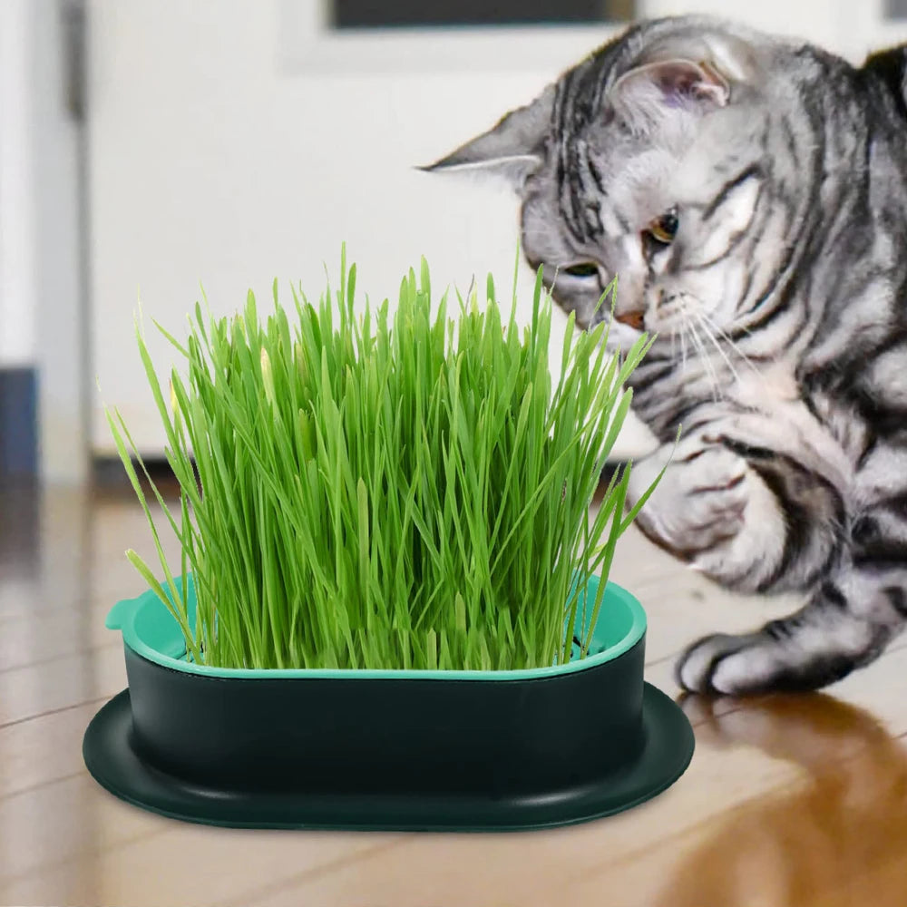 New Pet cat sprout Dish Growing Pot Hydroponic Plant cat Grass Germination Digestion starter Dish Greenhouse Grow Box