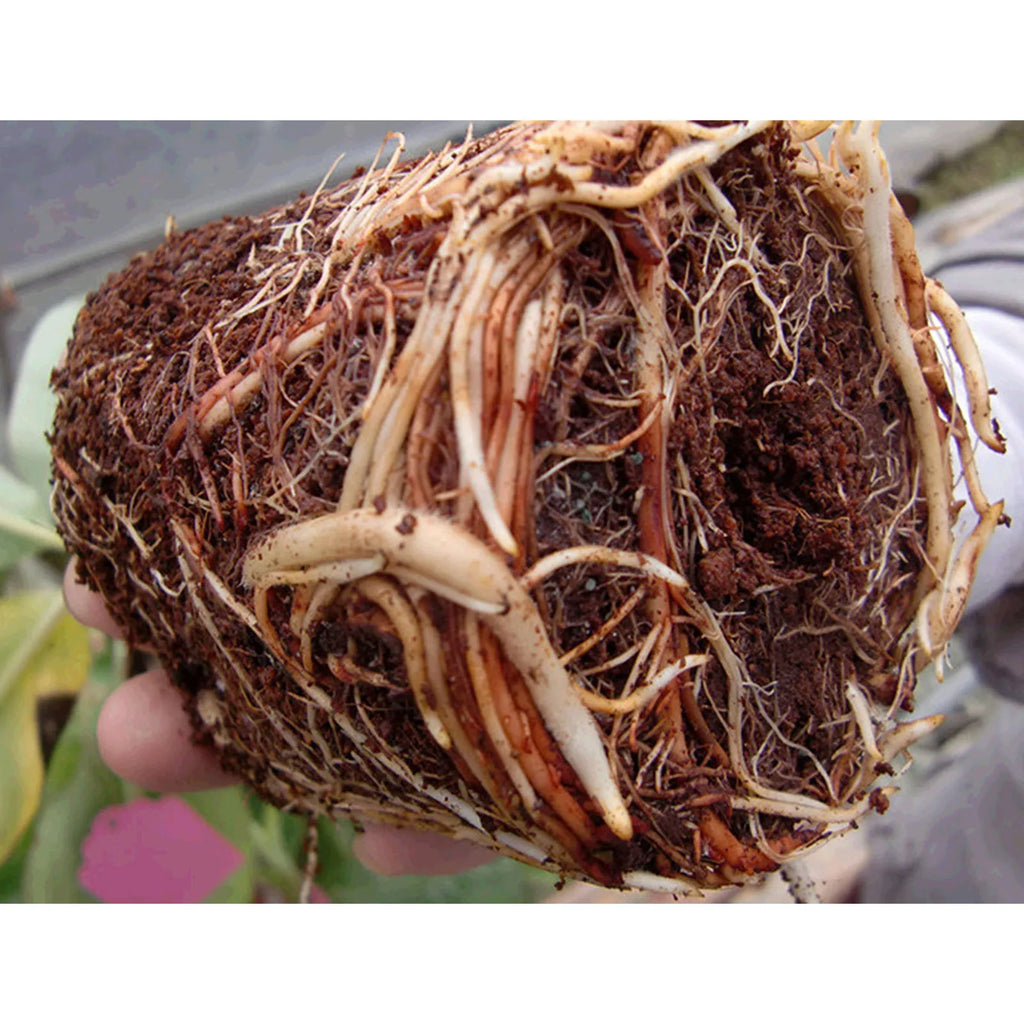 Organic Soilless Cultivation Nutrient Soil Soil Alternatives for Outdoor Gardening for Improving Plants Survival Rate