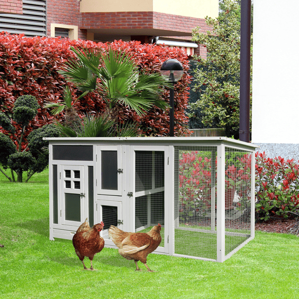 Chicken Coop