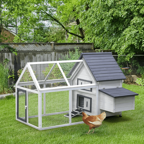 Chicken Coop